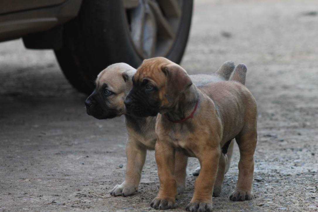 Boerboel For Sale In Rohtak