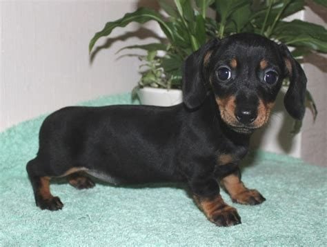 KCI Registered Dachshund