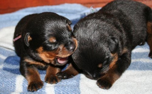 Rottweiler For Sale In Guwahati
