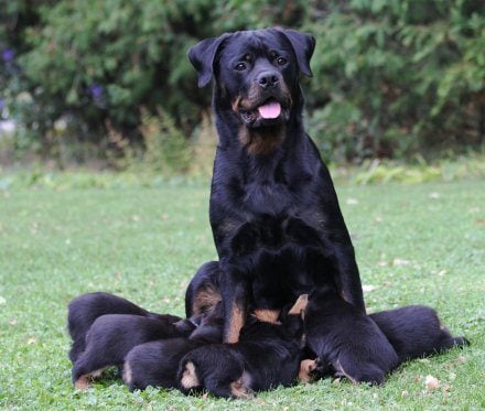 Rottweiler For Sale In Guwahati