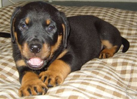 Rottweiler For Sale In Guwahati