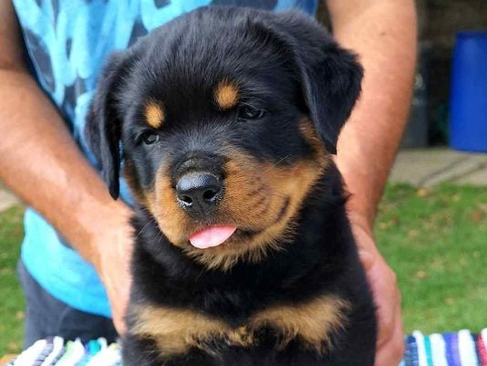 KCI Registered Rottweiler