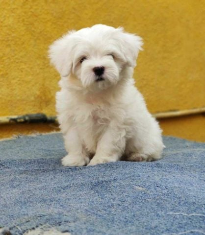 Maltese For Sale In Hyderabad
