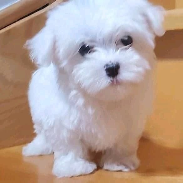 Maltese For Sale In Chennai