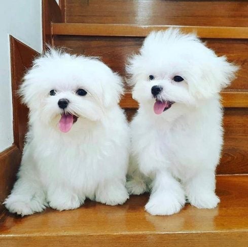 Maltese For Sale In Jammu