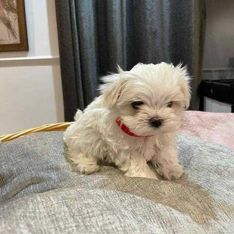 Maltese For Sale In Jammu