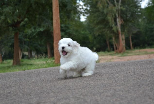 Maltese For Sale In Jammu