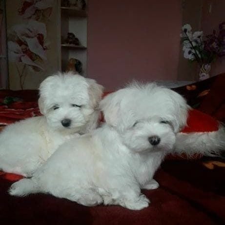 Maltese For Sale In Jammu