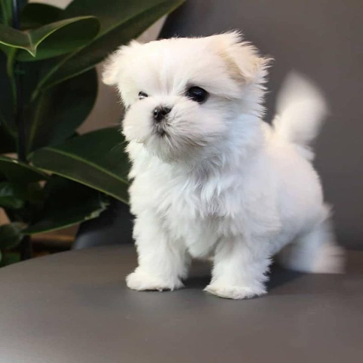 KCI Registered Maltese