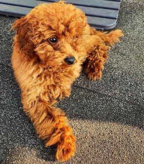 Poodle For Sale In Bangalore