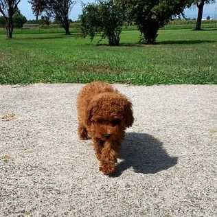 Poodle For Sale In Bangalore