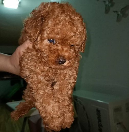 Poodle For Sale In Bangalore