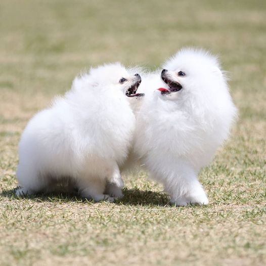 Mr n Mrs Pet