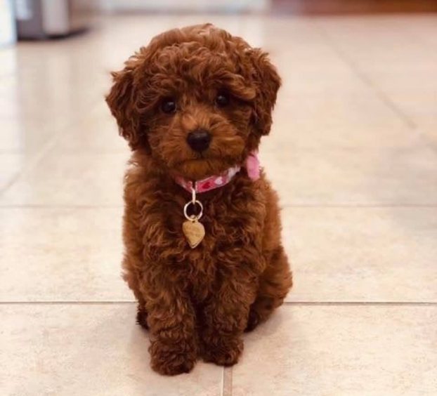 Poodle For Sale In Chennai