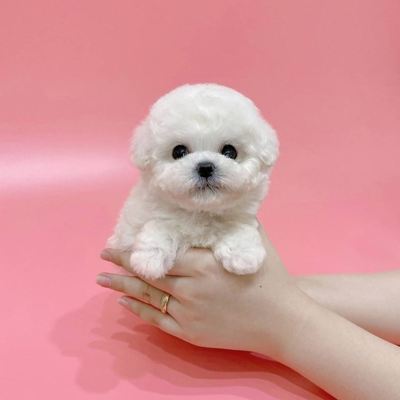 Poodle For Sale In Chennai