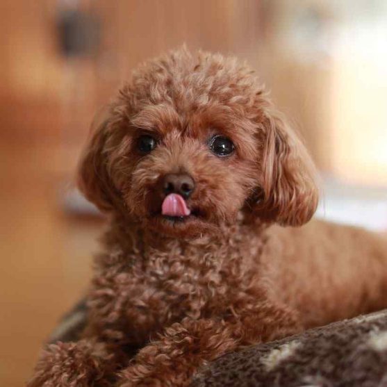 Poodle dog for sale near me hot sale