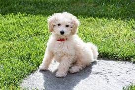 Poodle For Sale In Chennai