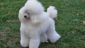Poodle For Sale In Chennai