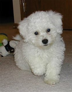 Bichon Frise For Sale In Chennai