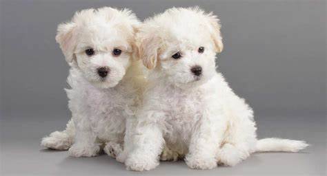 Bichon Frise For Sale In Chennai