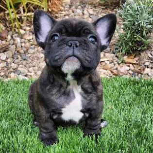 French Bulldog For Sale In Patna