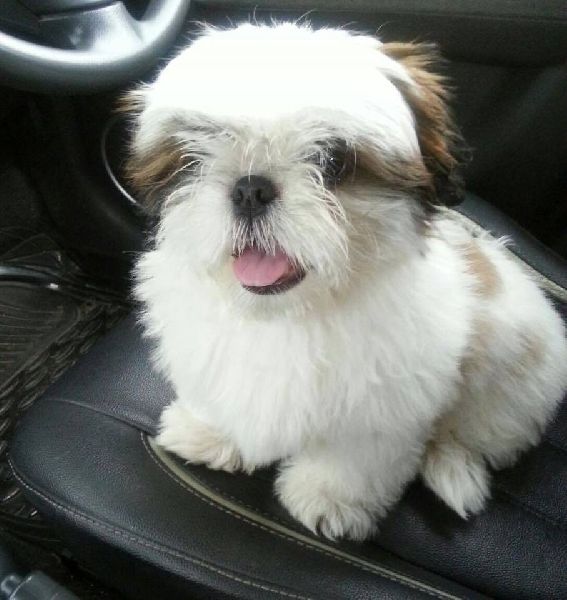 Shih tzu shop for sale 3000