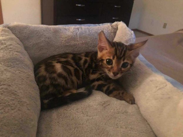 Bengal Kittens For Sale Price In Pune Mr N Mrs Pet