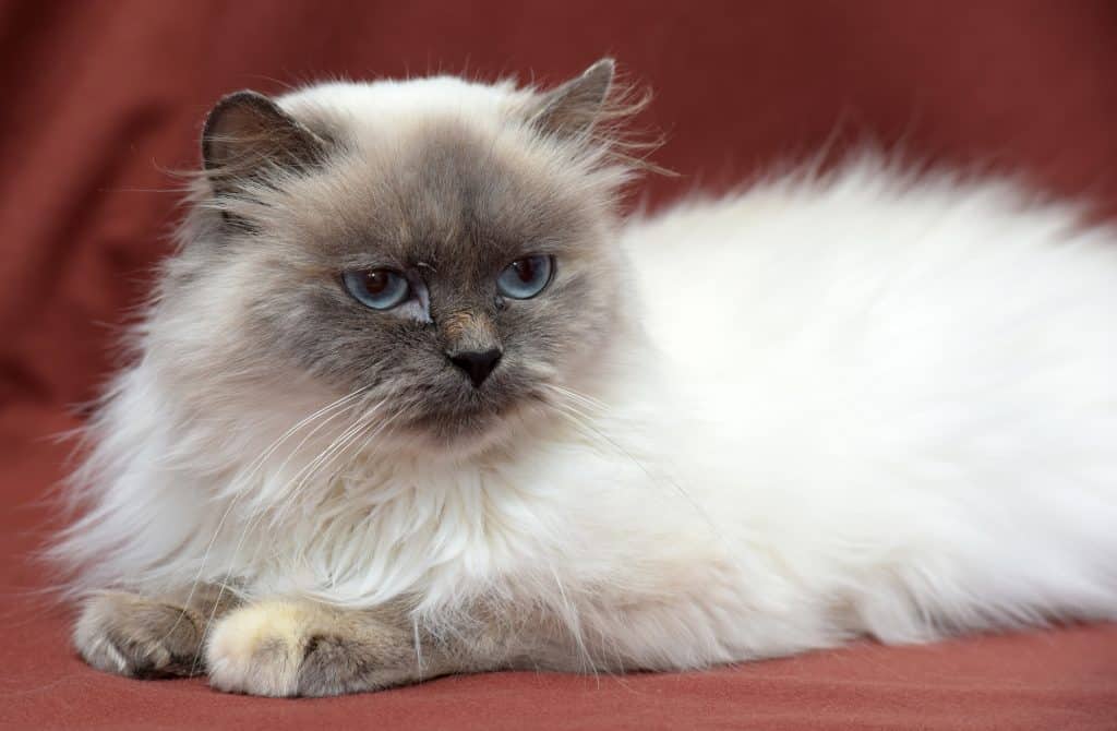 Cheap himalayan kittens deals for sale