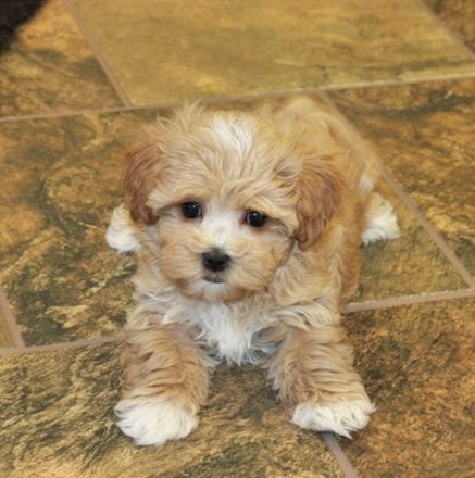 Getting a Maltipoo
