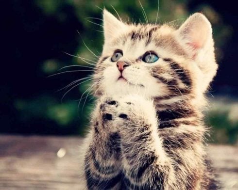 How often should I feed my cat