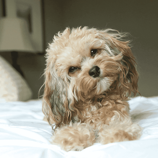 blog