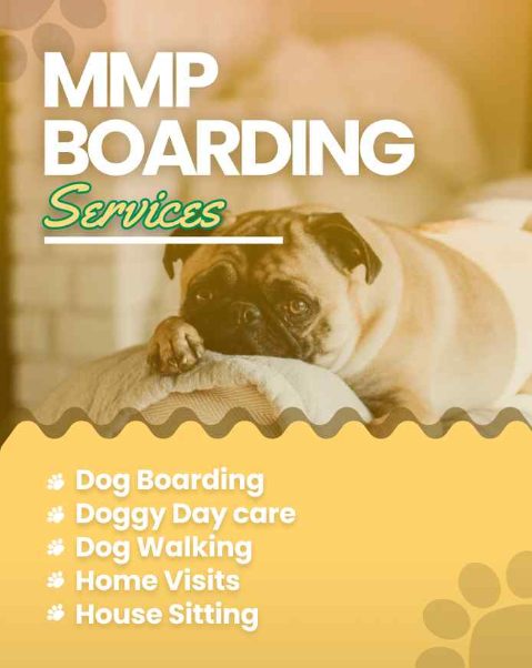 Dog Hostel & Pet Boarding Service in Ahmedabad | Mr n Mrs Pet
