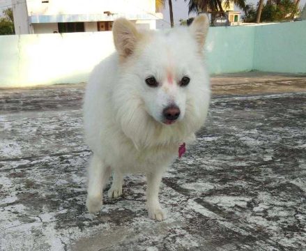 Pomeranian Dogs For Mating In Kochi