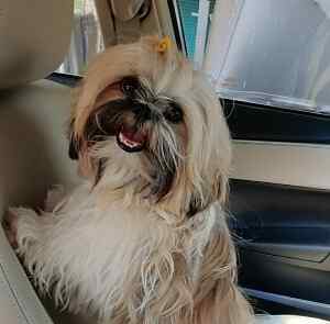 Shih Tzu Dogs For Mating In Chandigarh