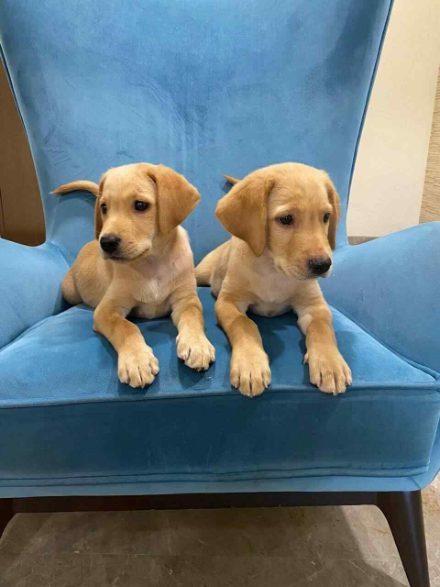 Mr n Mrs Pet