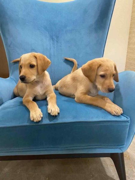 Mr n Mrs Pet