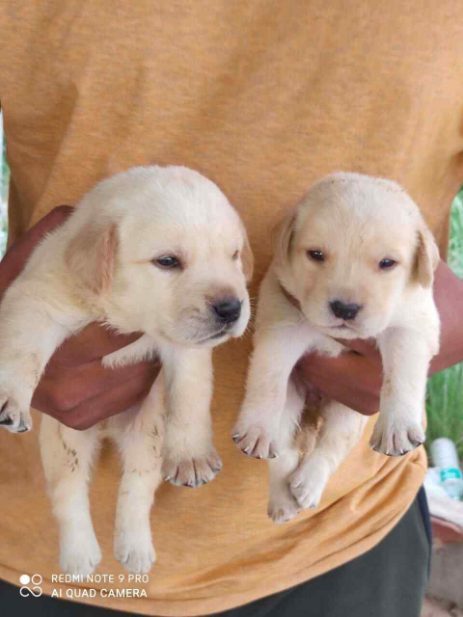 Labrador Retriever For Sale In Namakkal