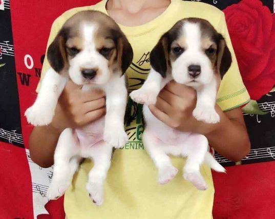 Beagle For Sale In Jaipur