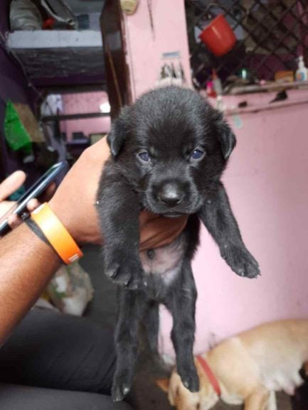 Labrador Retriever For Sale In Jaipur