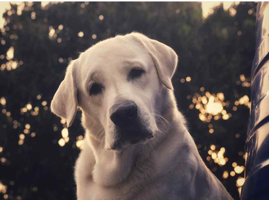 Labrador Retriever Dogs For Mating In Guwahati
