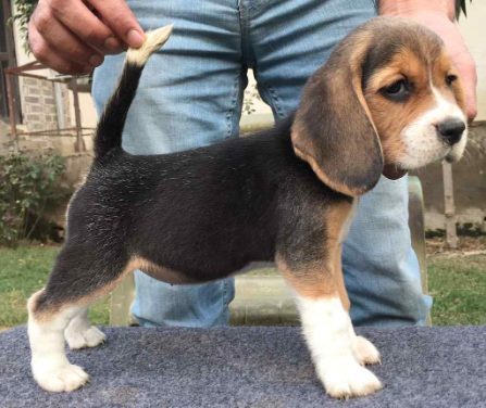 Beagle For Sale In Jaipur