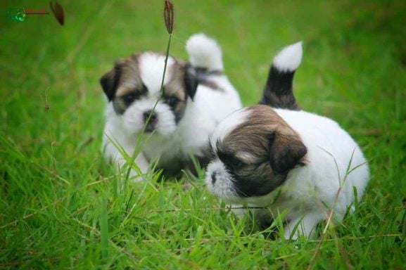Basic Quality Shih Tzu