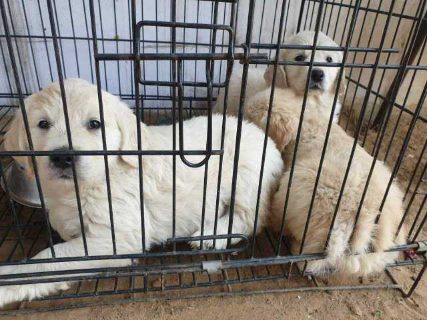 Mr n Mrs Pet