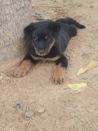 Rottweiler For Sale In Jaipur