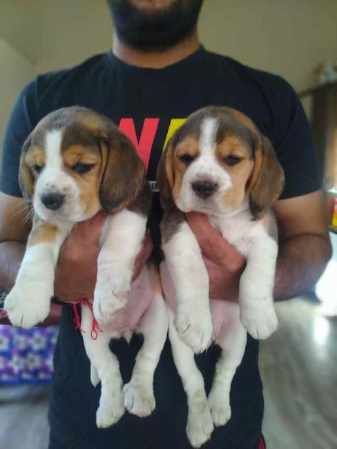 Beagle For Sale In Mumbai