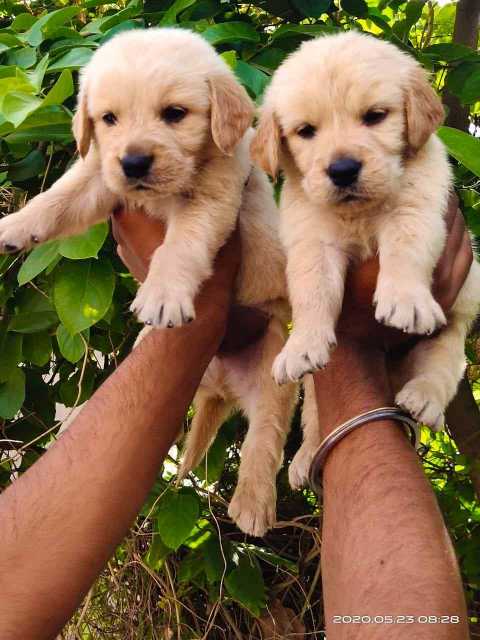 Mr n Mrs Pet