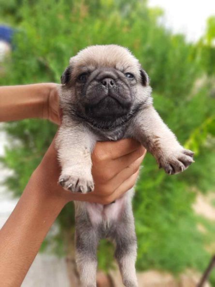 Cheeka dog hot sale price