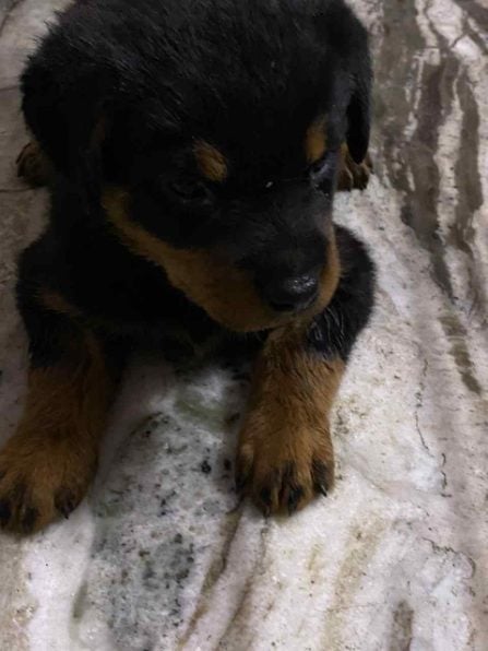 Rottweiler For Sale In Jaipur