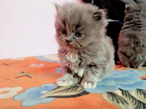 Persian Kittens for Sale Price in Kannur Mr n Mrs Pet