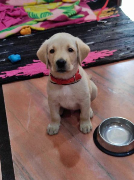 Labrador Retriever For Sale In Jaipur
